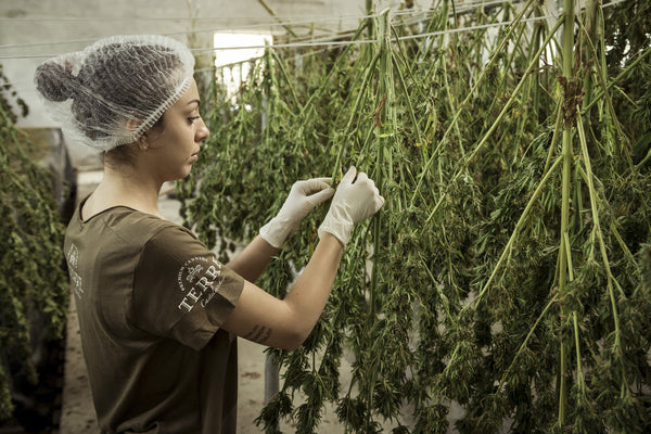 Frau hängt Cannabisblüten zum trocknen auf