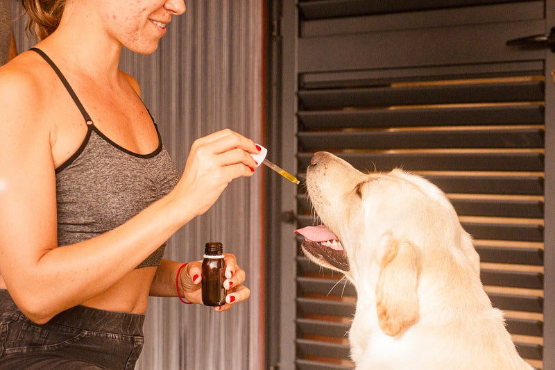 Frau gibt einem Labradorhund CBD-Öl mit einer Pipette
